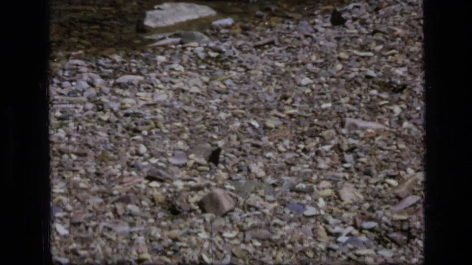 1973 8mm frame of a stony creek bed with shallow water and scattered natural debris near the forest edge.