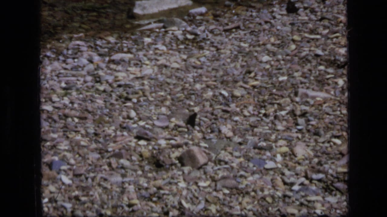 1973 Montana wilderness 8mm frame showing a small dark butterfly resting among pebbles, stones, and dry natural debris.
