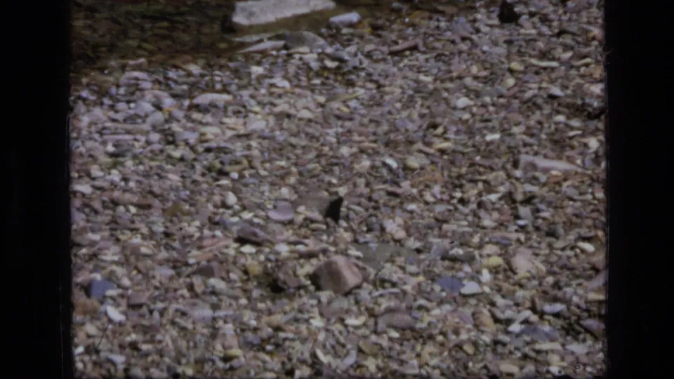 1973 Montana wilderness 8mm frame showing a small dark butterfly resting among pebbles, stones, and dry natural debris.