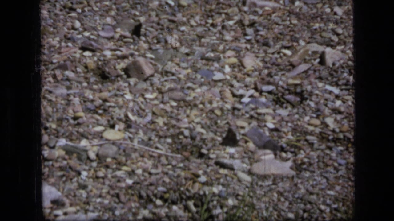 1973 Scapegoat Wilderness frame with pebbled terrain, scattered rocks, dry leaves, and small dark butterfly shapes near the ground.