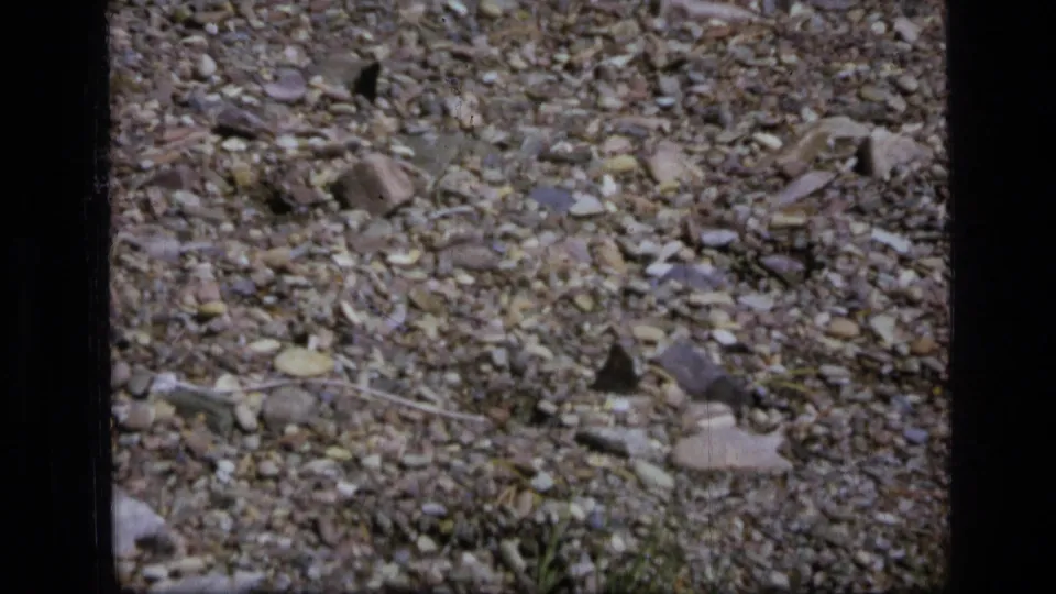 1973 Scapegoat Wilderness frame with pebbled terrain, scattered rocks, dry leaves, and small dark butterfly shapes near the ground.
