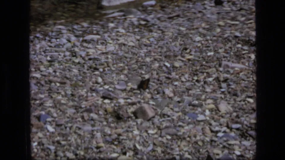 1973 Scapegoat Wilderness 8mm frame showing a small dark butterfly resting on rocky pebbled ground amid dry natural debris.