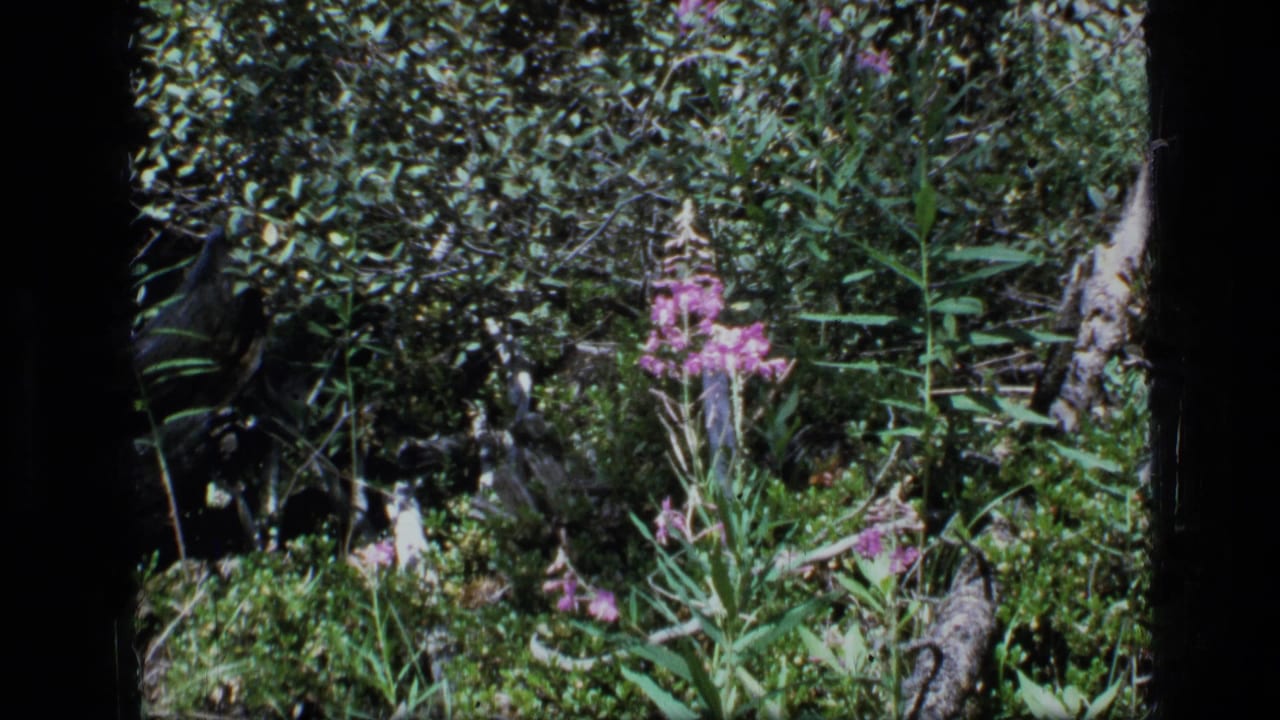 1973 8mm frame from Scapegoat Wilderness showing a pink wildflower amid dense green brush and sunlit forest floor.