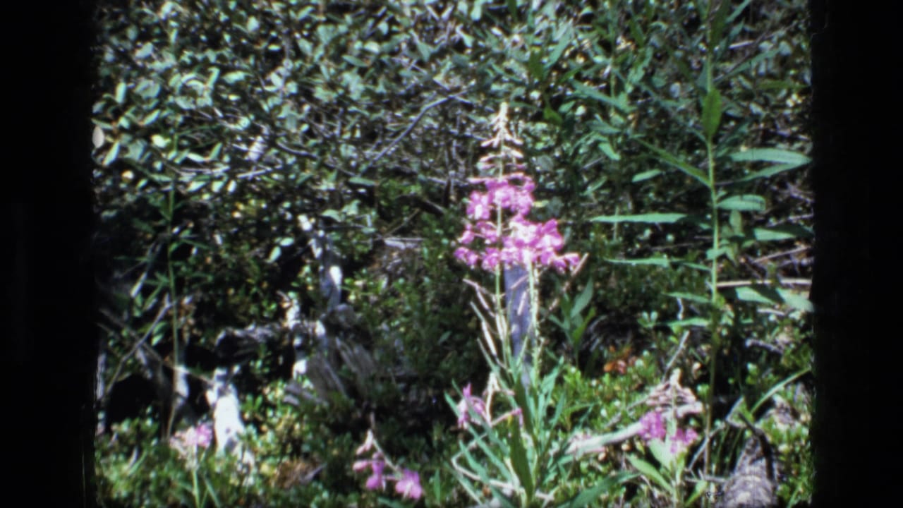 A pink wildflower stalk appears in a dense Scapegoat Wilderness forest setting, filmed on 8mm in 1973 according to metadata.