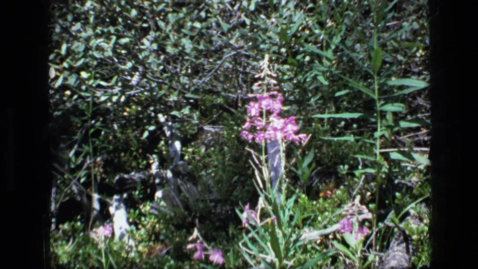 A pink wildflower stalk appears in a dense Scapegoat Wilderness forest setting, filmed on 8mm in 1973 according to metadata.