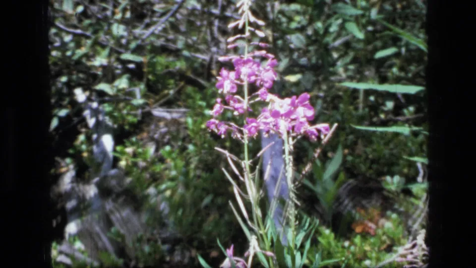 Closer 1973 8mm view of a pink wildflower in Montana wilderness brush, with soft focus and saturated home-movie color.
