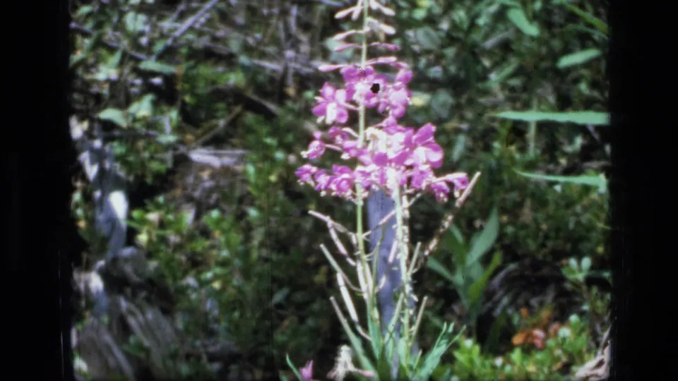 Final 8mm frame shows the pink wildflower against dense Scapegoat Wilderness greenery, with visible contact-sheet edge and soft archival texture.