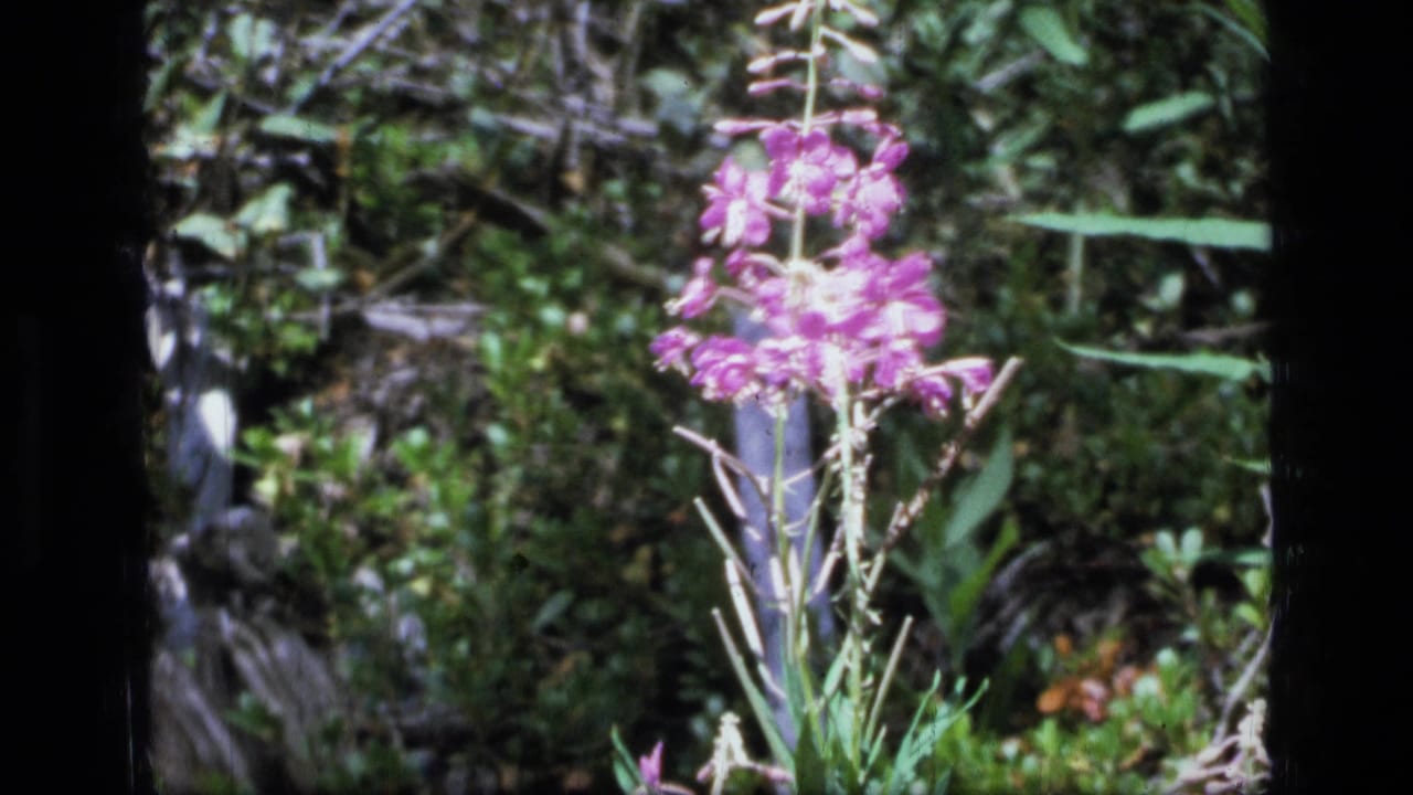 1973 8mm Montana wilderness frame showing a purple wildflower against dense green foliage and dark forest ground.