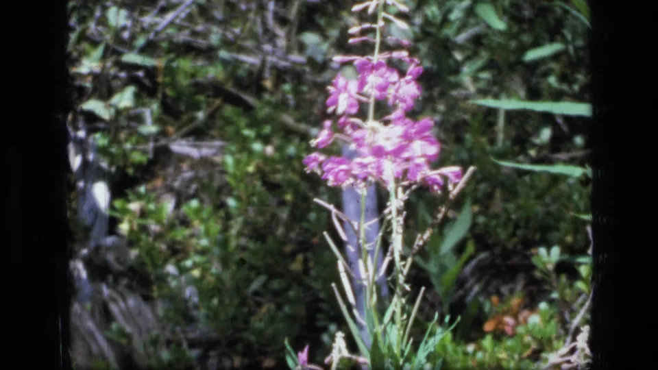 1973 8mm Montana wilderness frame showing a purple wildflower against dense green foliage and dark forest ground.
