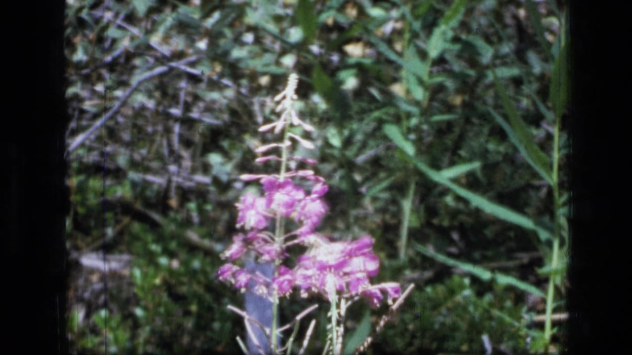 Purple flower stalk near the center of dense green foliage.