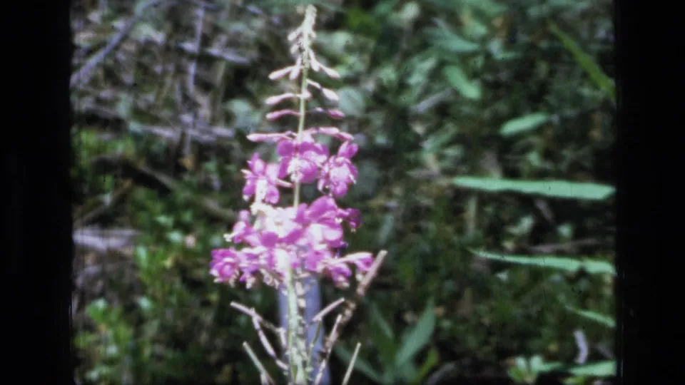 1973 home-movie frame of a purple wildflower swaying in Montana forest undergrowth, with soft focus and visible film grain.