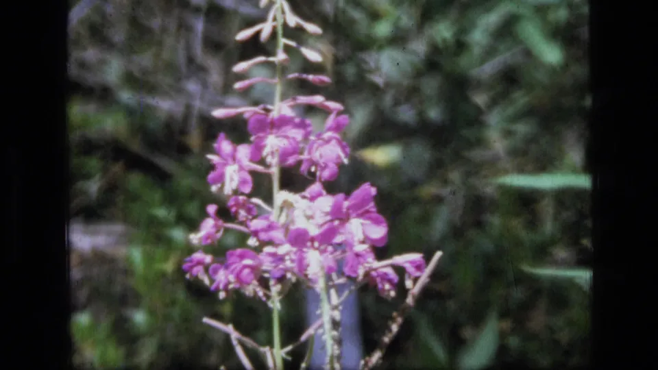 Final 8mm frame showing the purple wildflower close to camera, surrounded by dense Montana wilderness foliage.