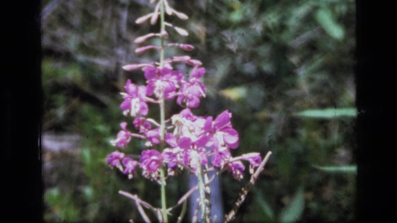 Pink wildflowers in close-up against forest vegetation in 1973 Scapegoat Wilderness home-movie footage.