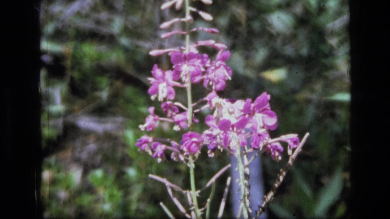 Pink wildflower cluster framed by dark forest vegetation.