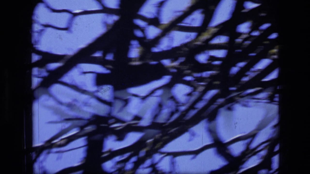 Dark tree branches silhouetted against a blue sky.