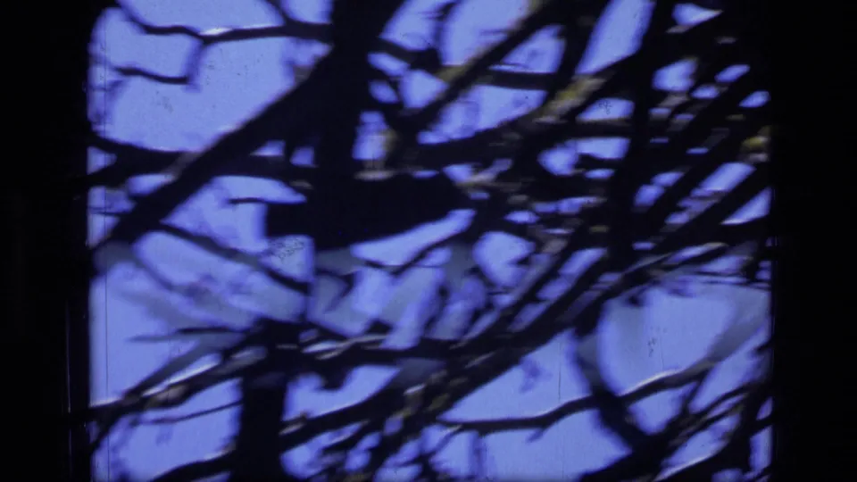 Home-movie frame from the Montana wilderness sequence showing dark overlapping branches against a saturated blue sky.