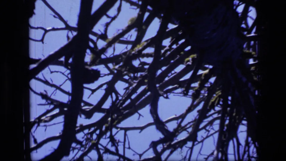 1973 wilderness cutaway frame with a dark tree trunk and tangled branches silhouetted against blue sky on 8mm film.