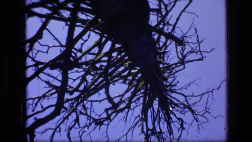 Montana wilderness home-movie frame showing a tree trunk and branching canopy silhouetted against a clear blue sky.