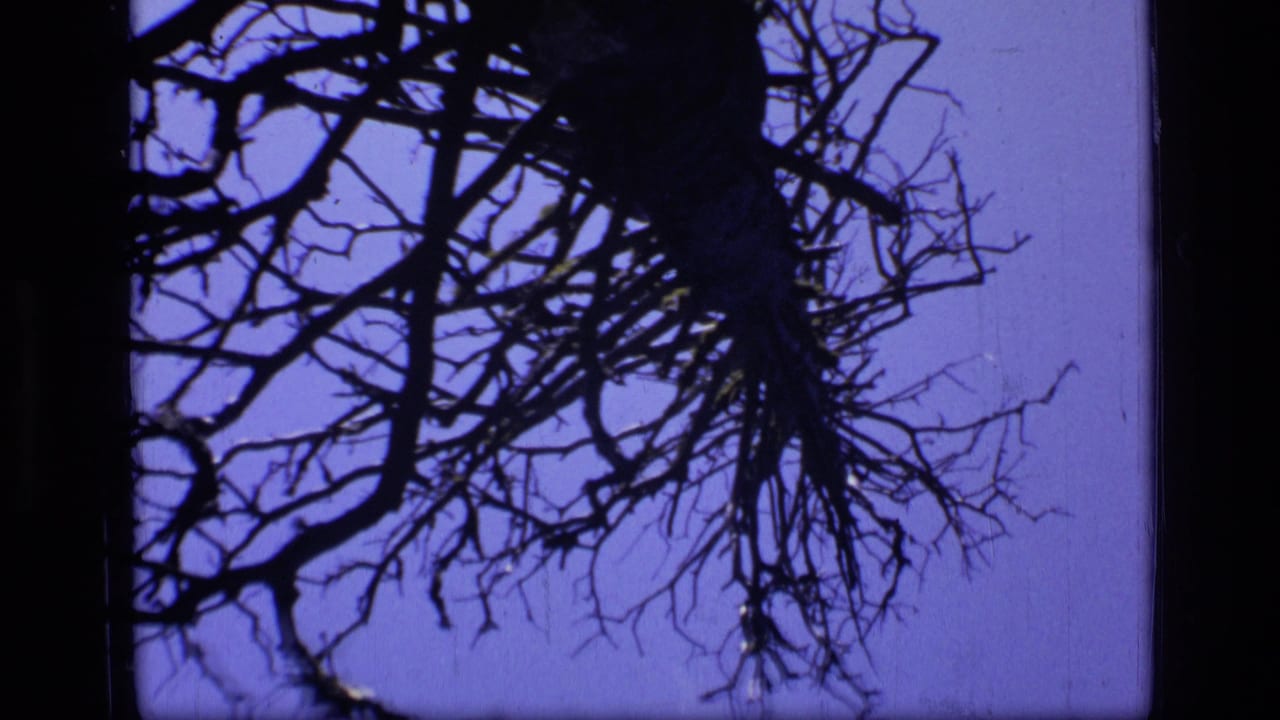 1973 8mm Scapegoat Wilderness frame showing dark bare branches and evergreen edges against a purple sky.