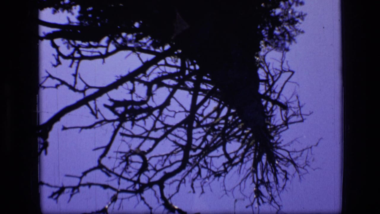 Tree limbs and evergreen foliage silhouetted against a purple sky.