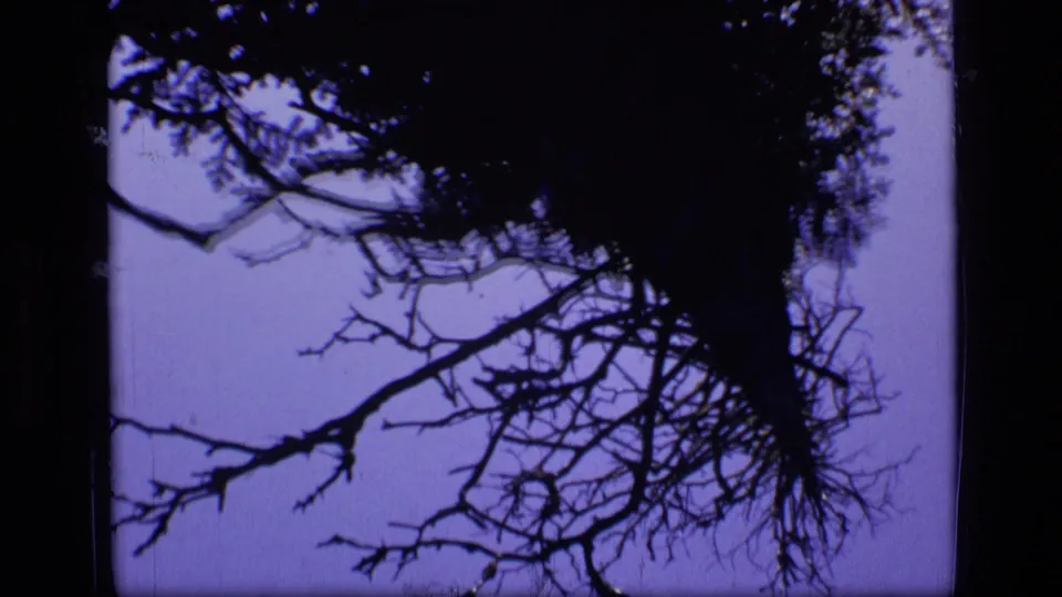 8mm Scapegoat Wilderness frame showing a tree canopy and bare branches silhouetted in purple light.