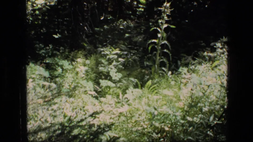 1973 Scapegoat Wilderness frame showing dappled sunlight on green forest-floor plants and undergrowth.