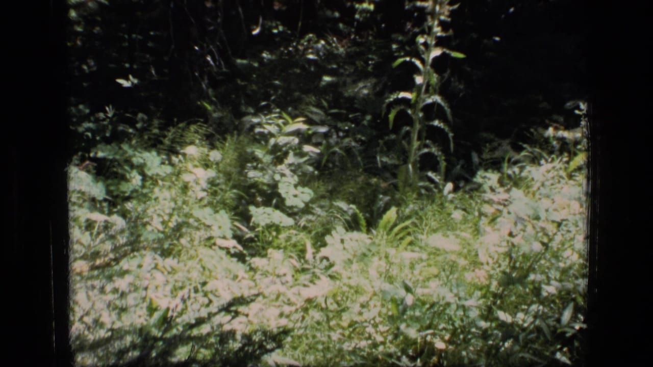 Sunlit forest undergrowth with leafy plants and grasses framed by dark film borders.