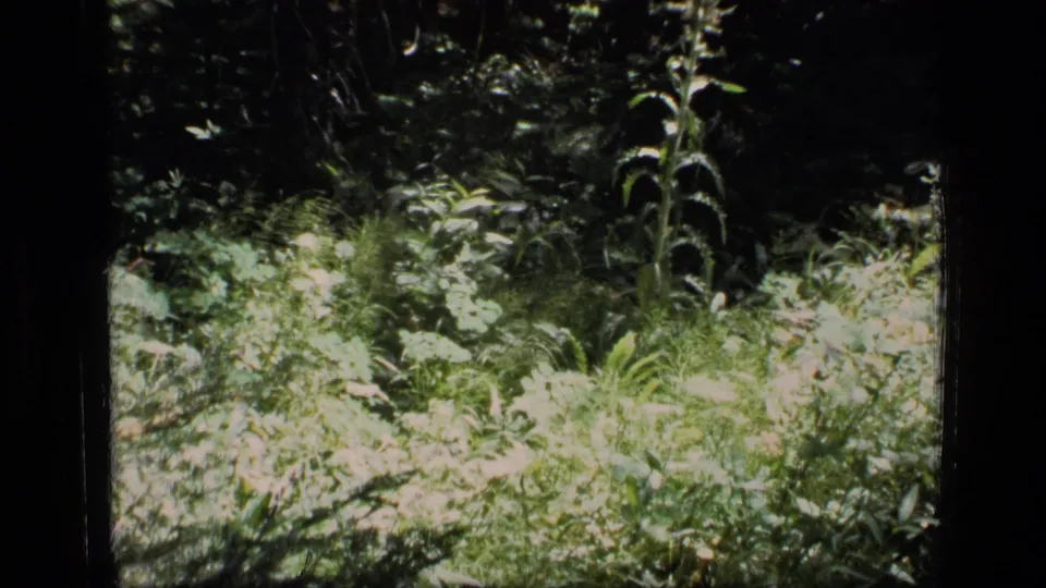 1973 8mm view of dense Scapegoat Wilderness undergrowth, with bright foliage, tall plants, and dark Super 8 frame edges.