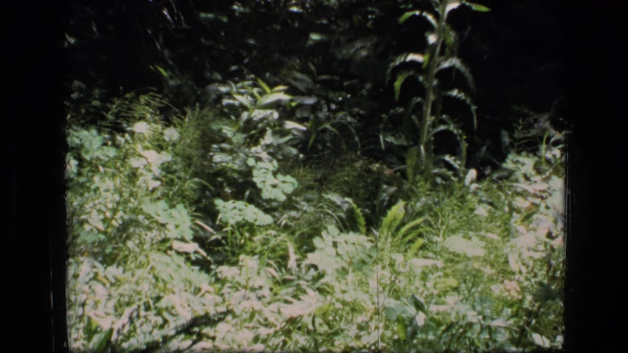 Handheld 1973 Montana wilderness frame showing sunlit leaves, grasses, and dense shaded vegetation on 8mm film.