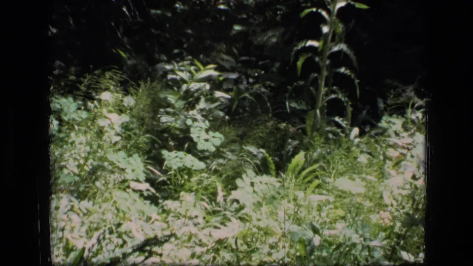 Handheld 1973 Montana wilderness frame showing sunlit leaves, grasses, and dense shaded vegetation on 8mm film.
