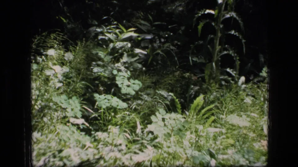 1973 8mm Scapegoat Wilderness frame with ferns, grasses, and leafy growth filling the view in broken sunlight.