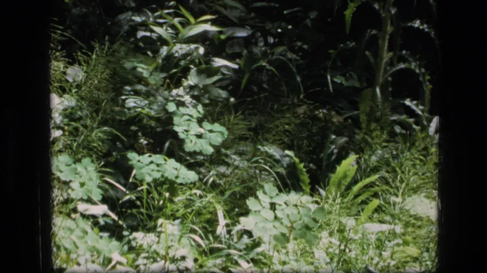 1973 Montana 8mm still of dense wilderness vegetation, with tall leafy stalks, ground cover, and shaded forest depth.