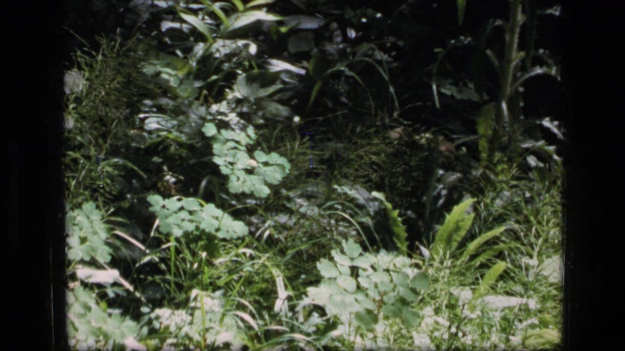 1973 8mm frame from Scapegoat Wilderness metadata showing dense green foliage, grasses, and dappled sunlight on a forest floor.