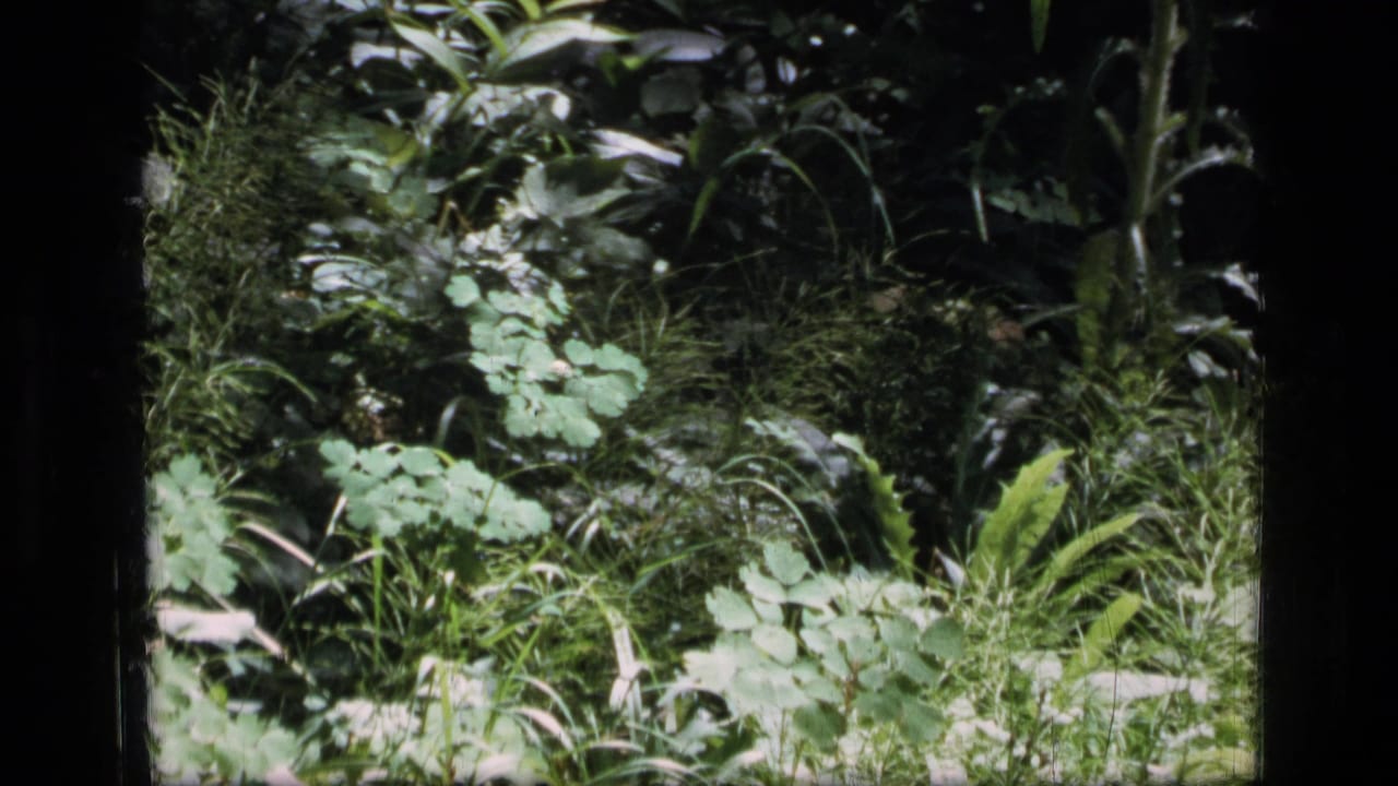 Scapegoat Wilderness foliage appears in soft 8mm color, with bright sunlight catching leaves and grasses on the forest floor.