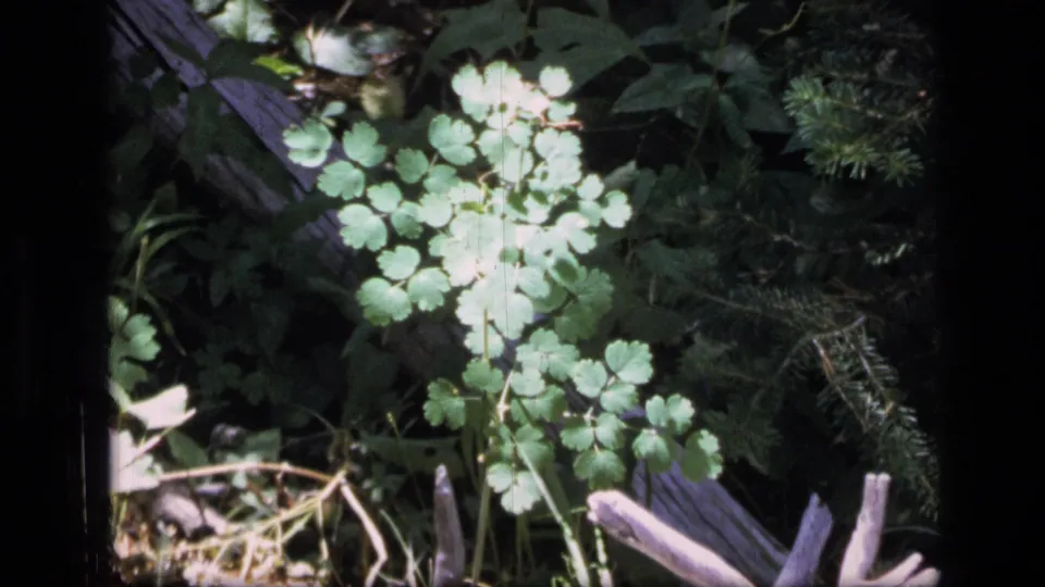 A close 1973 8mm view of low Montana wilderness plants, with rounded leaves, grass stems, and pale cut branches in partial sun.