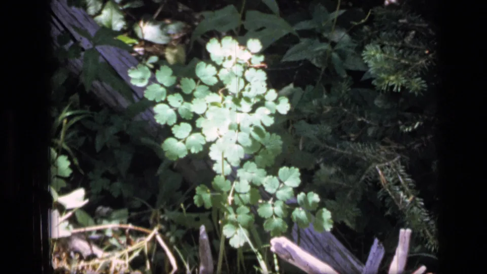 The 8mm frame shows low Scapegoat Wilderness groundcover with bright leaf highlights, darker understory, and pale sticks near the bottom edge.