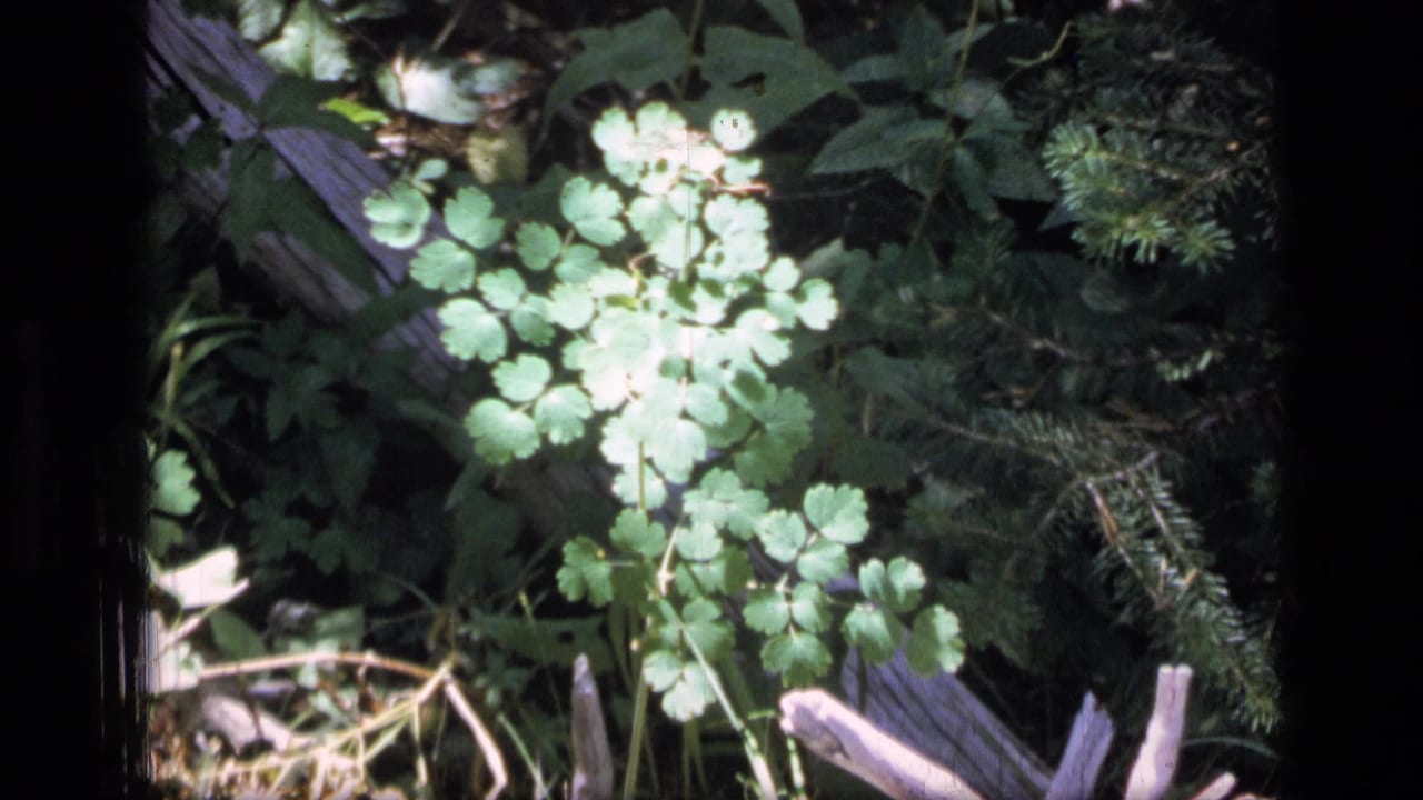1973 Scapegoat Wilderness 8mm frame showing a leafy green plant in dappled sunlight with pine needles and fallen wood behind it.