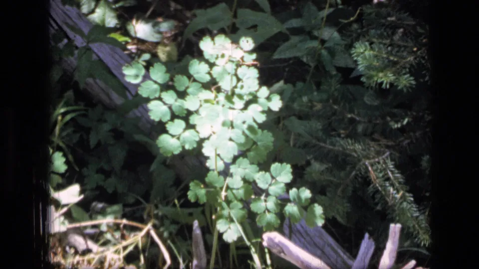 1973 Scapegoat Wilderness 8mm frame showing a leafy green plant in dappled sunlight with pine needles and fallen wood behind it.