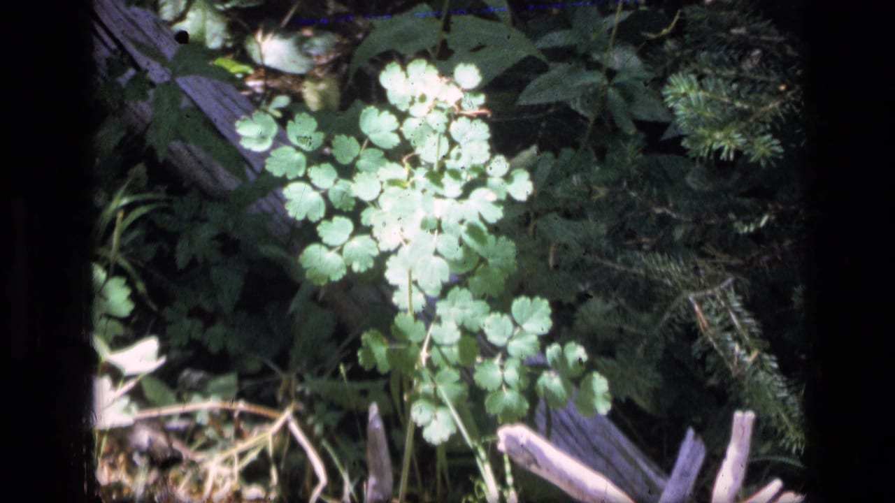 1973 Montana wilderness frame with bright green leaves, shaded pine needles, and pale fallen branches in soft 8mm focus.