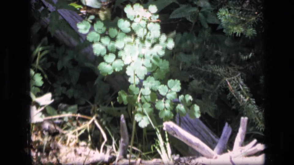 1973 Scapegoat Wilderness frame showing sunlit green foliage above dry twigs, fallen wood, and dark pine growth.