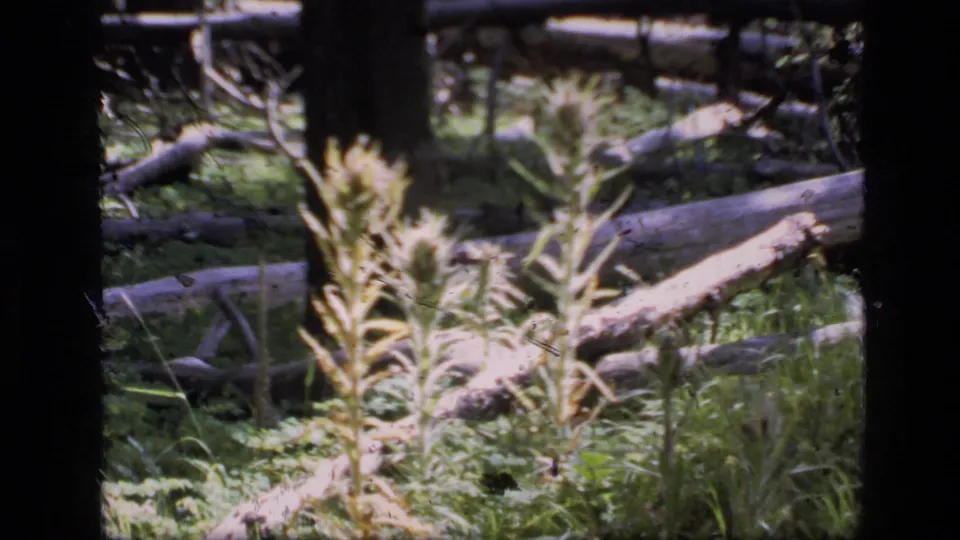 1973 Montana wilderness frame showing fallen logs, pale grasses, and shaded ground vegetation in a soft handheld 8mm shot.
