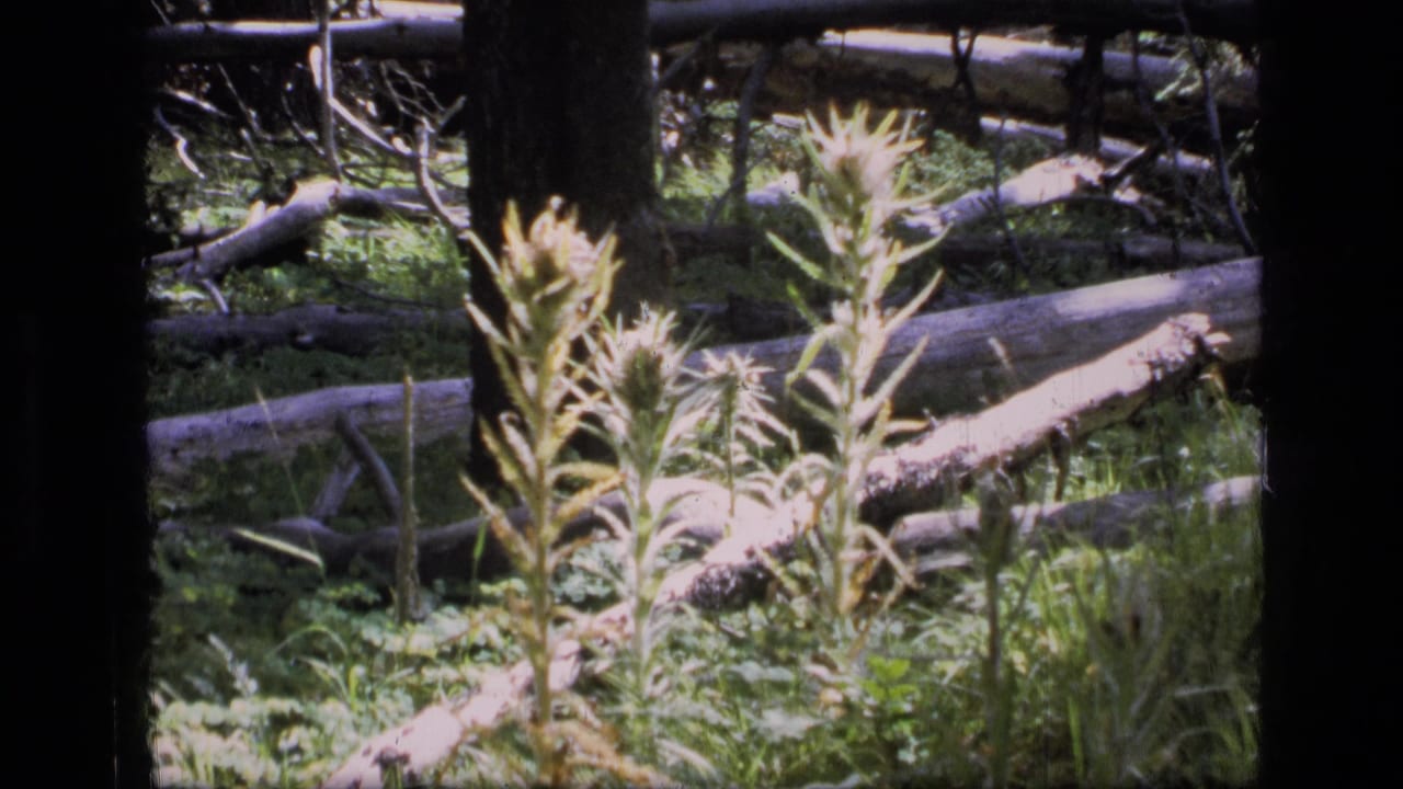 Tall pale wildflowers stand before fallen logs and dark tree trunks in a forest clearing.