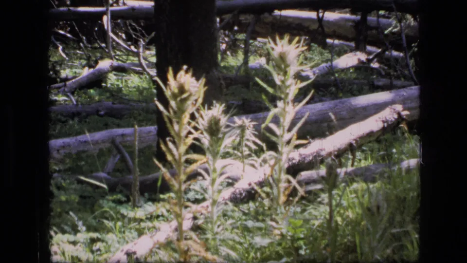 1973 Scapegoat Wilderness 8mm frame showing pale wildflowers, fallen logs, grass, and shaded tree trunks.