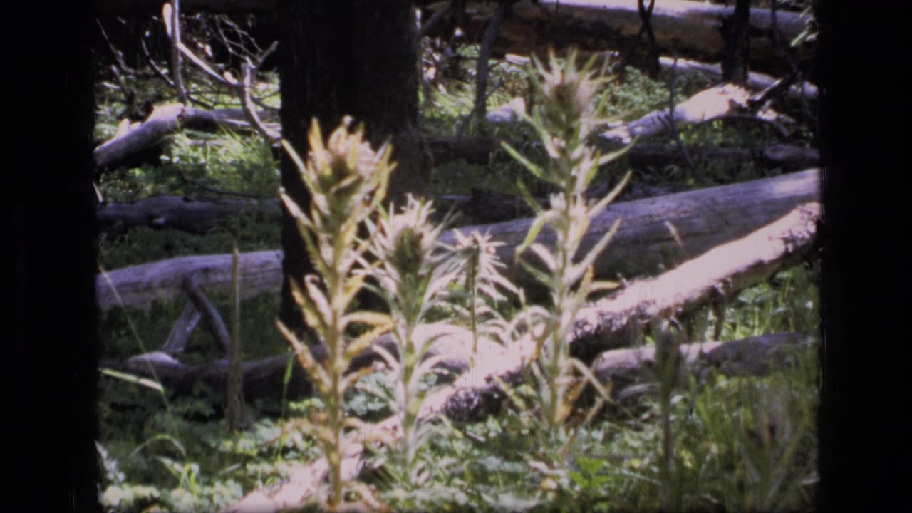 1973 Montana wilderness frame with soft-focused wildflowers in front of fallen timber and shaded forest growth.