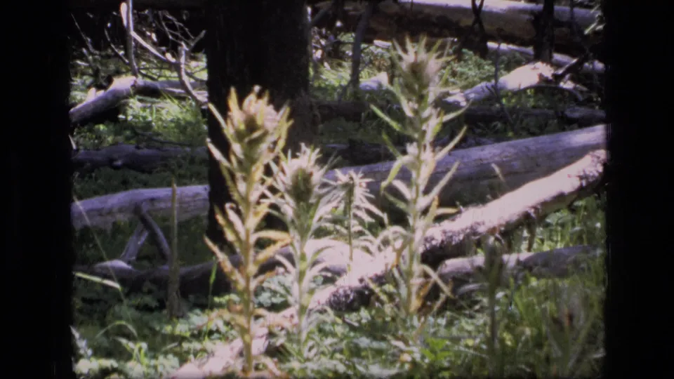 1973 Montana wilderness frame with soft-focused wildflowers in front of fallen timber and shaded forest growth.