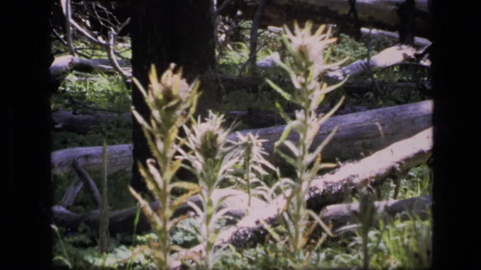 Soft 8mm frame from Scapegoat Wilderness showing foreground wildflowers, deadfall, grass, and dark trunks.