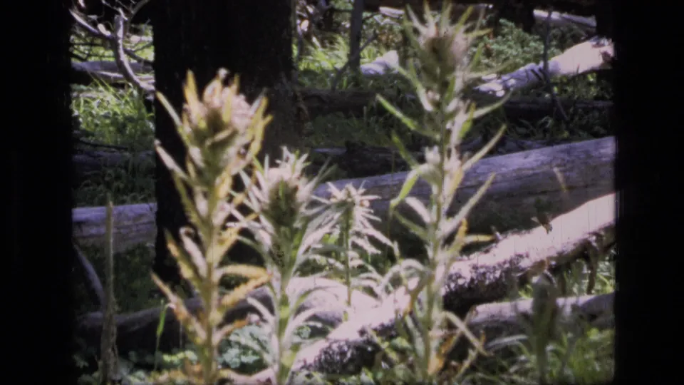 1973 Montana 8mm frame of pale wildflowers, fallen logs, tree trunks, and undergrowth in Scapegoat Wilderness.