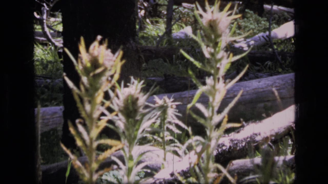 1973 Scapegoat Wilderness 8mm frame showing wildflower stalks, dark tree trunks, and fallen logs in dappled forest light.