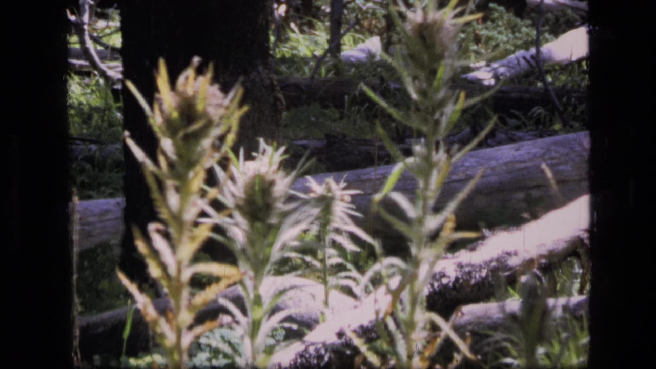 8mm Montana wilderness frame with tall flowering stems, pale downed logs, shaded trunks, and soft green forest growth.