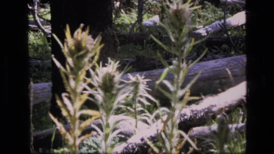 8mm Montana wilderness frame with tall flowering stems, pale downed logs, shaded trunks, and soft green forest growth.